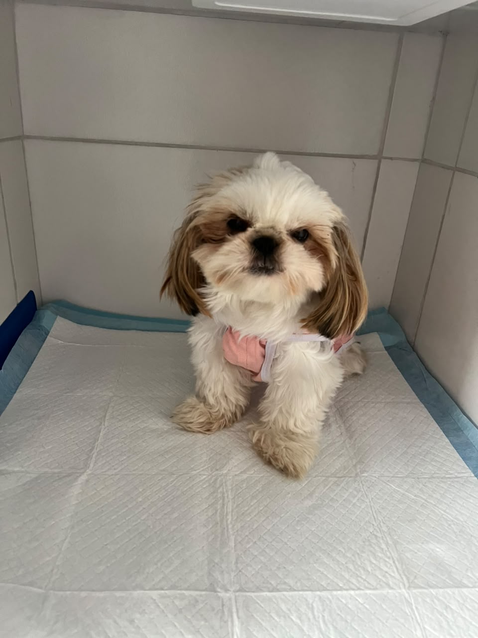 Filhote preto e branco atendido na clínica veterinária