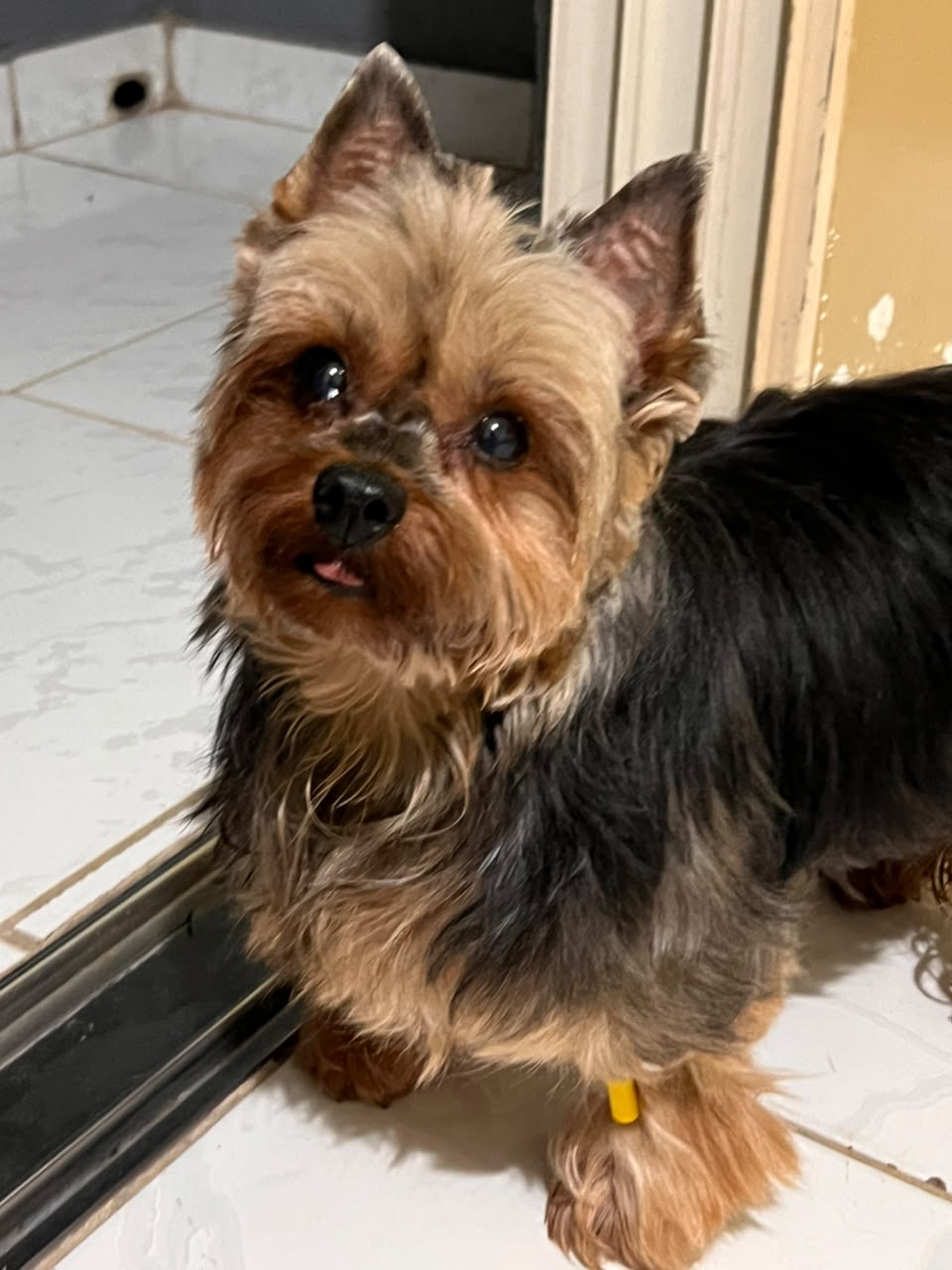 Filhote de cão no colo em atendimento veterinário em Taubaté
